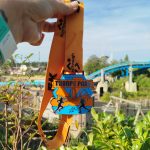 Thorpe park 5k.